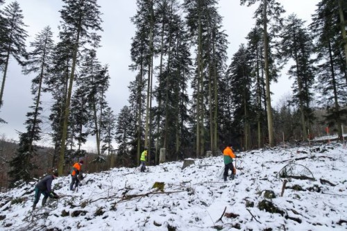 Waldarbeiter stehen auf einer schneebedeckten Kahlfläche im Wald 