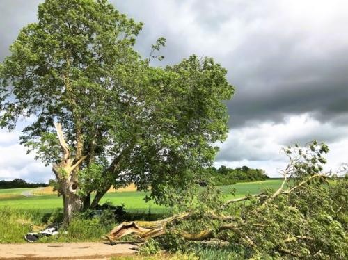 Großkroniger Walnussbaum steht am Feldweg. Ein starker Ast wurde vom Sturm abgerissen und liegt über den Weg.