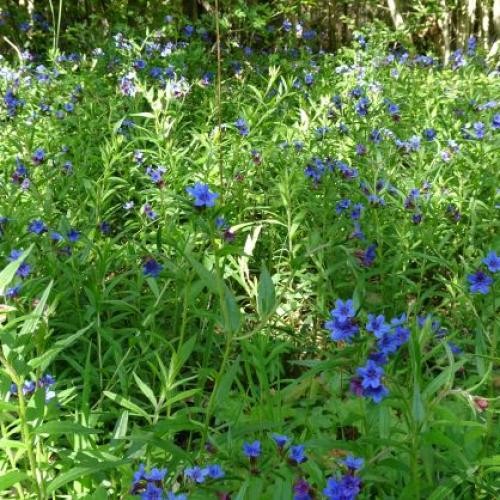 Blaublühende Pflanzen, Blausterne, auf dem Waldboden