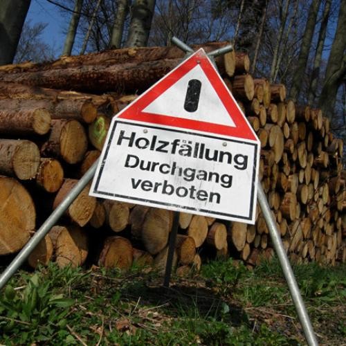 Dreieckiges Warnschild mit Aufdruck : Holzfällung-Durchgang verboten