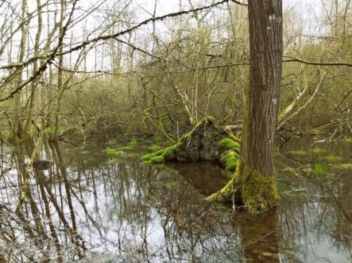 klare Wasserfläche, in der sich der umliegende, wild gewachsene Bewuchs spiegelt