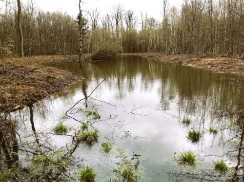 Ausgebaggertes Becken, bereits vollgelaufen mit Wasser. Aus der Wasserflächen spriessen Grasbüschel heraus, in der klaren Wasserfläche spiegelt sich der umliegende Wald