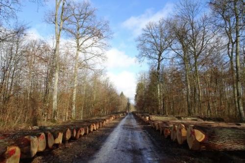 Waldweg mit aneinander gelagerten Eichenstämmen links und rechts des Weges