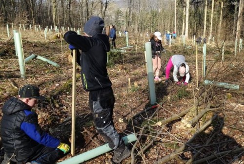Grundschüler auf einer Waldlichtung beim Pflanzen setzen 