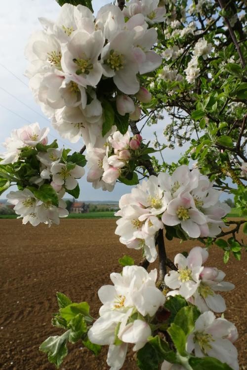 weiße Apfelblüten,Reckerstaler Kapelle im Hintergrund