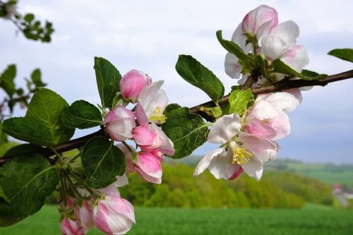 Apfelblüten am grünbelaubten Zweig, im Hintergrund Harthausen