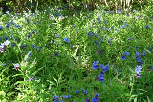 Blaublühende Pflanzen, Blausterne, auf dem Waldboden