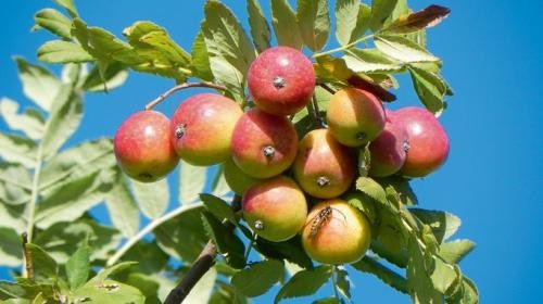 Apfelförmige Speierlingsfrüchte und Fiederblätter
