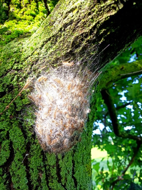 Nest mit Häutungsresten vom Eichenprozessionsspinner