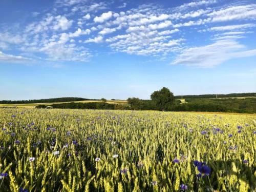 Getreidefeld mit blauen Kornblumen durchmischt unter weiß-blauem Wolkenhimmel