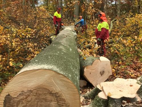 Ein liegender Baumstamm wird von drei Waldarbeitern betrachtet und entastet