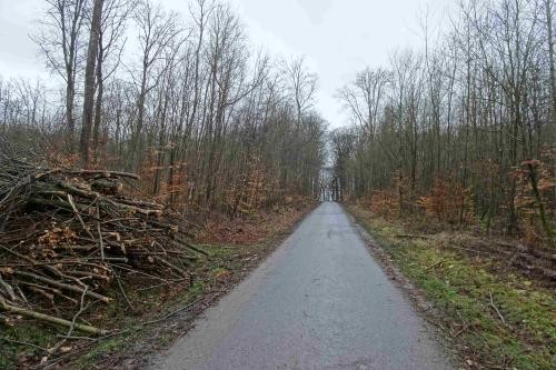 Asphaltierter Gemeindeverbindungsweg durch den Wald mit freigeschnittenen  Wegrändern