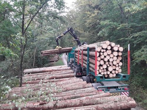 Holztransporter lädt Baumstämme auf