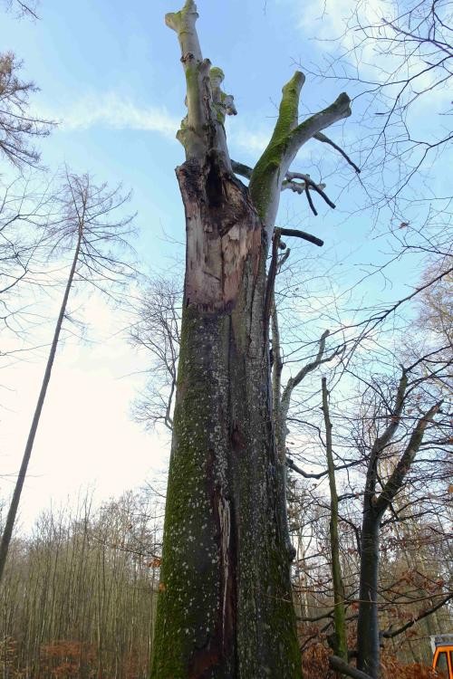 Ansicht des gestutzten Baumes. Der gerade Stamm endet mit mehreren Aststümpfen