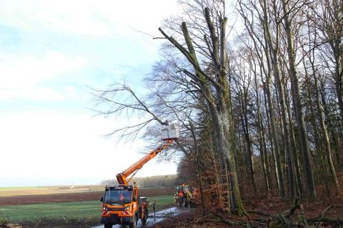 Mitarbeiter des Bauhofs auf einer mobilen Hebebühne schneiden Äste aus der Buchenkrone