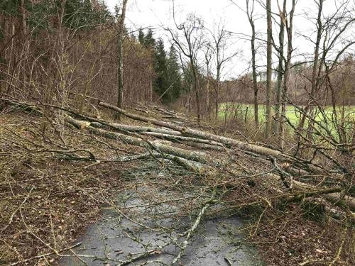 Gefällte Bäume liegen quer über den Radweg