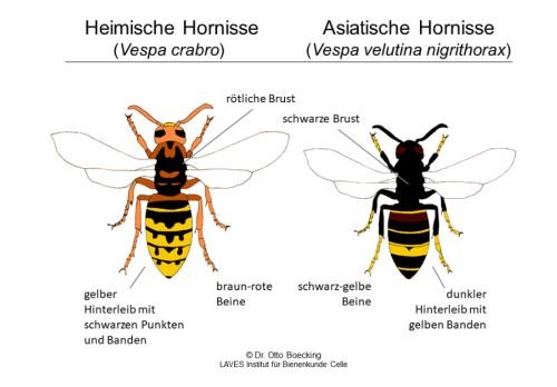 Vergleich heimische Hornisse - Asiatische Hornisse