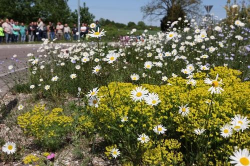 Blühende Wiese mit Gruppe im Hintergrund