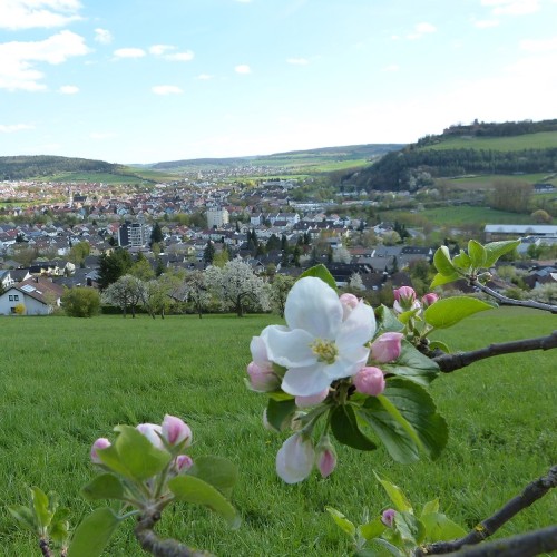 Ortsansicht Igersheim mit Apfelblüte im Vordergrund