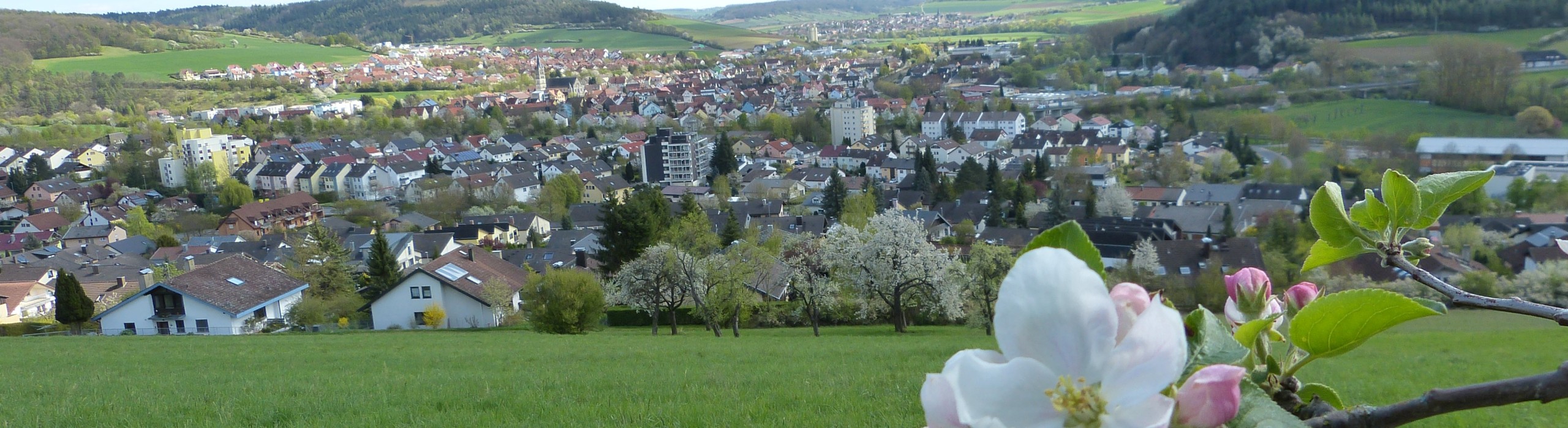 Landschaftsaufnahme Igersheim im Hintergrund, Apfelblüte im Vordergrund
