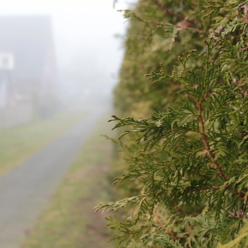 rechts vorne Hecke, links hinten im neben ein Haus, dazwischen ein Weg, der von vorne nach hinten führt