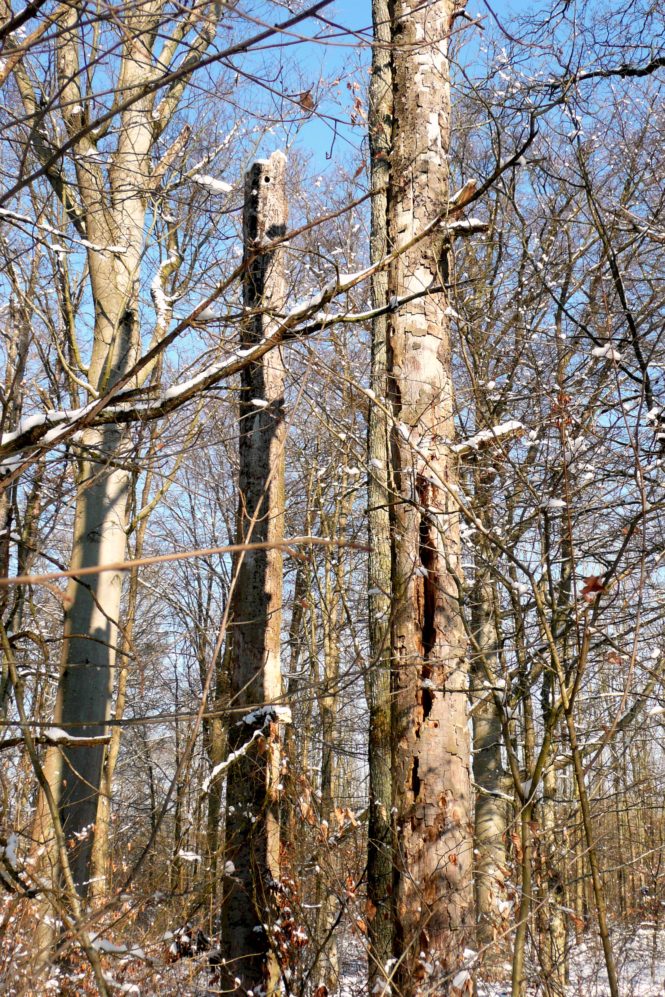 Ansicht mehrerer, abgestorbener Bäume mit vielen Löchern und Spalten, sogenanntes Totholz