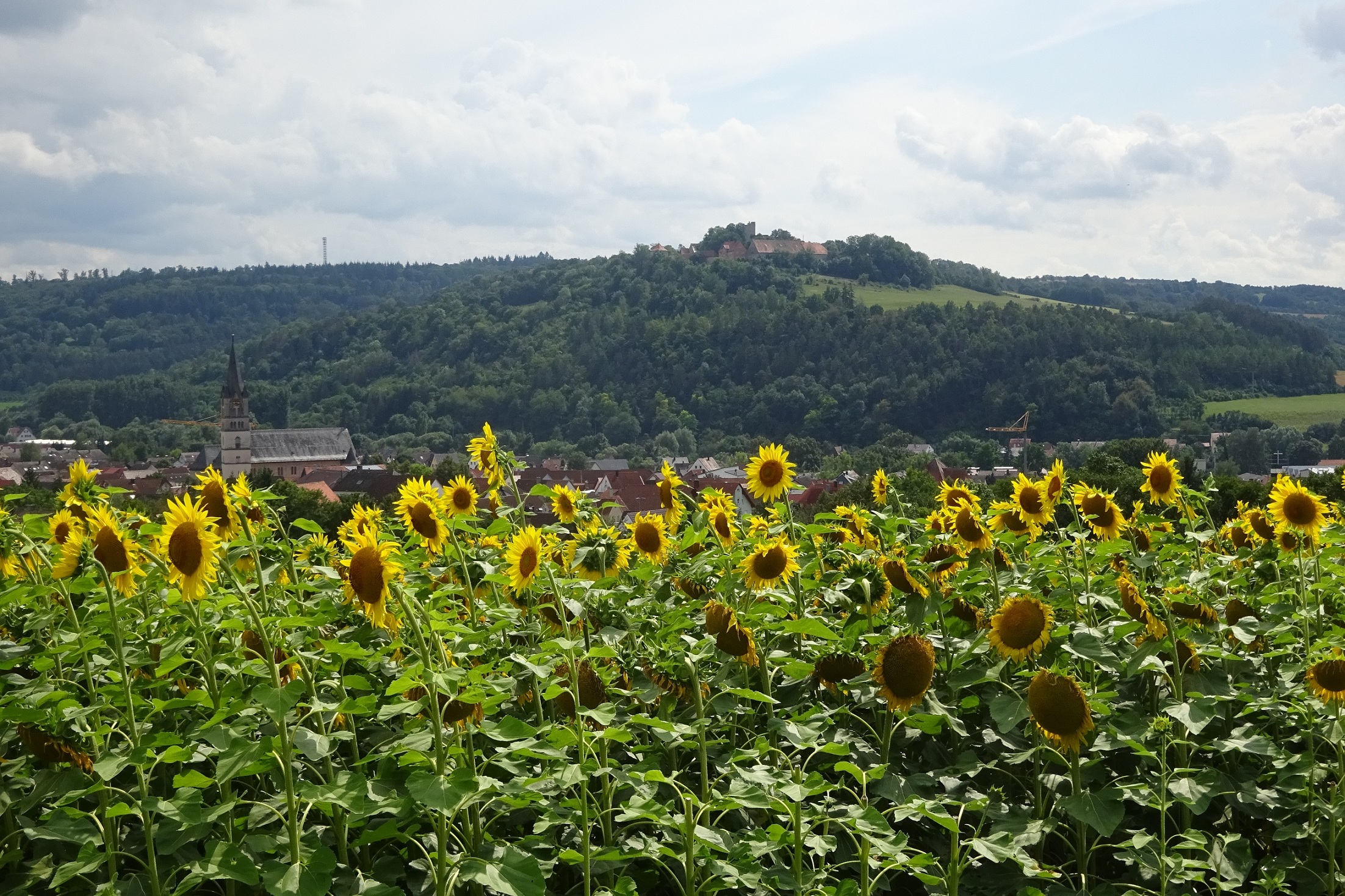 Ortsansicht Igersheim - Sonnenblumenfeld im Vordergrund - Burg im Hintergrund