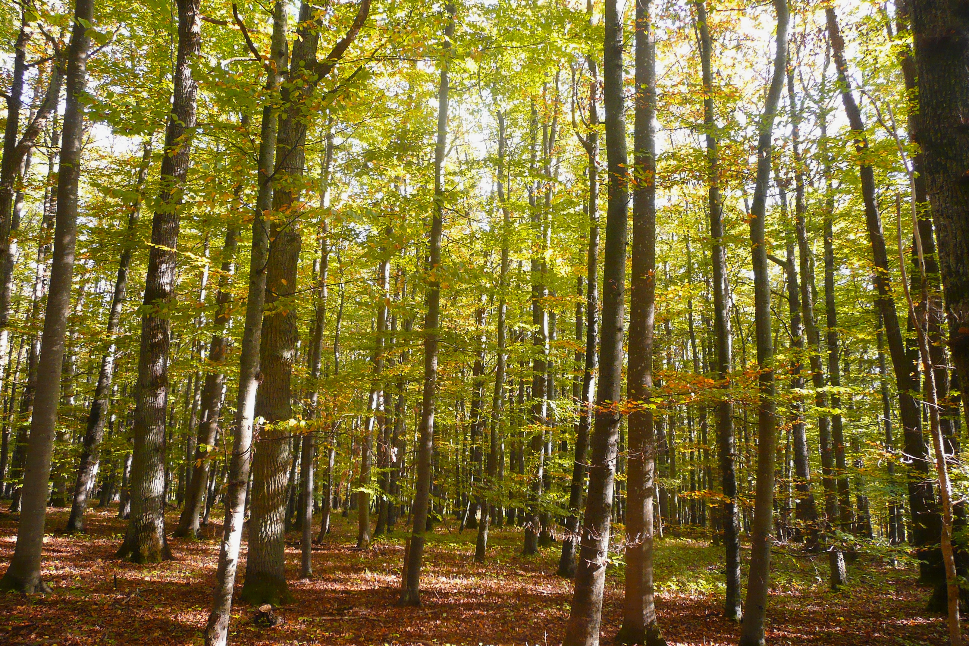 Ansicht eines alten Laubmischwaldbestands