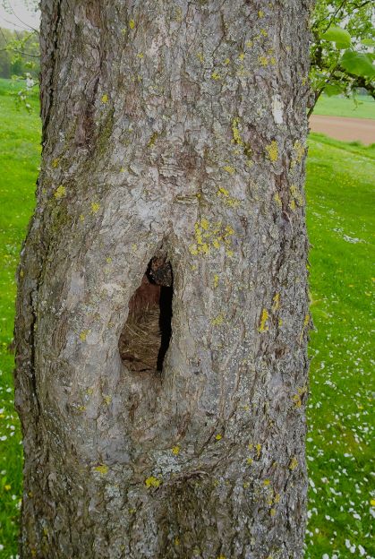 Ansicht eines Baumstamms mit Nisthöhle