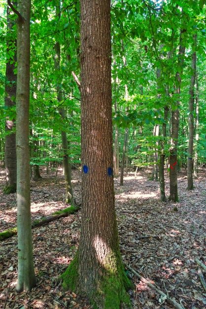 astfreier, gerader Eichenstamm, mit blauen Punkten als Z-Baum markiert