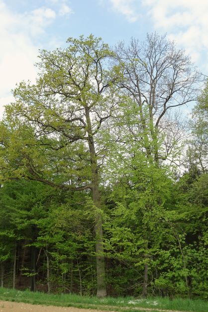 Zwei alte Bäume am Waldrand mit mächtigen Kronen, eine belaubt, die andere noch kahl
